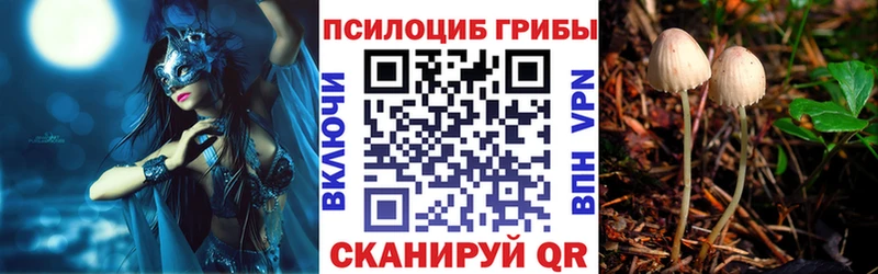 продажа наркотиков  Сальск  Псилоцибиновые грибы мицелий 